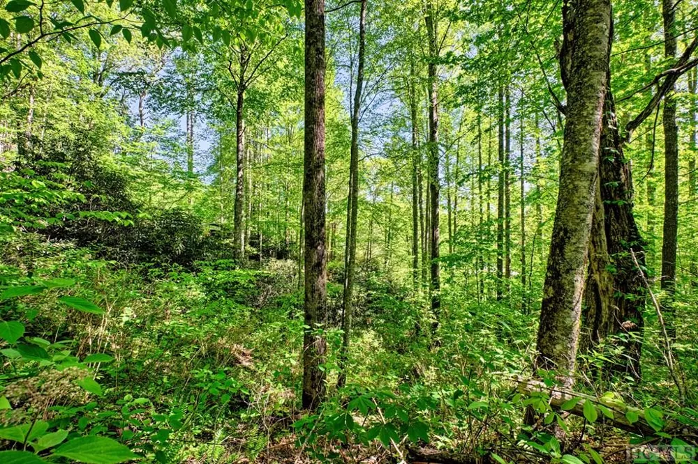 75 Gunpoint Road Cullowhee, NC 28723