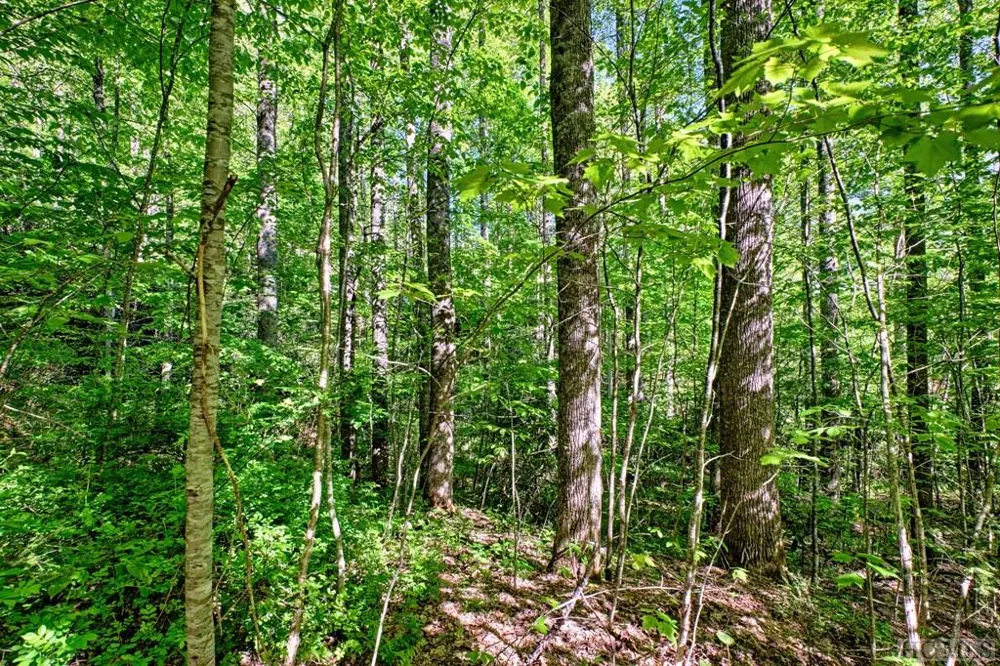 75 Gunpoint Road Cullowhee, NC 28723