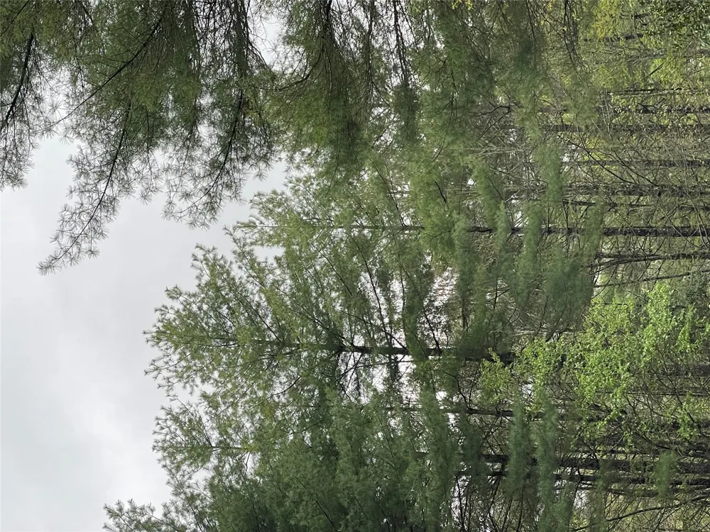 Lot G- Bailey Lane Sapphire, NC 28774