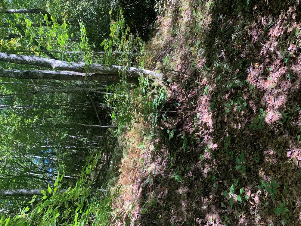 TBD Hwy 106 Scaly Mountain, NC 28775