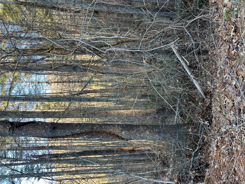 50 Rustling Woods Trail Cullowhee, NC 28723