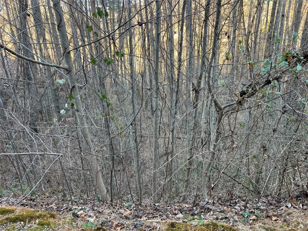 50 Rustling Woods Trail Cullowhee, NC 28723