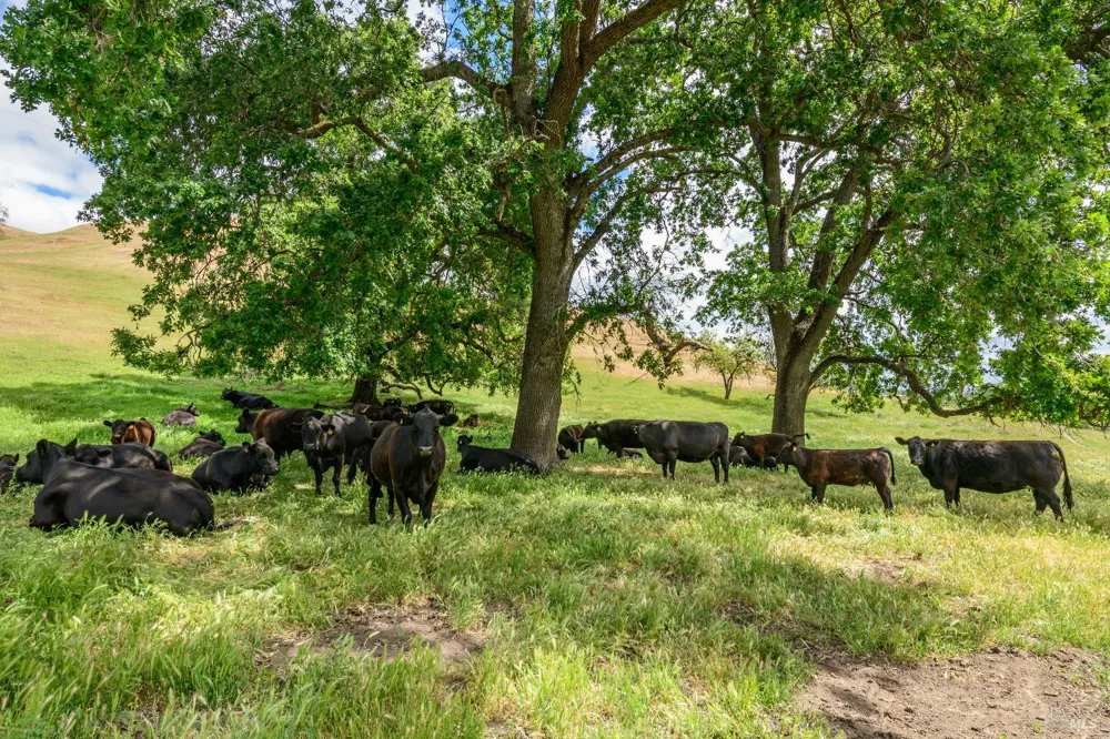 Gibson Canyon Road Vacaville, CA 95688