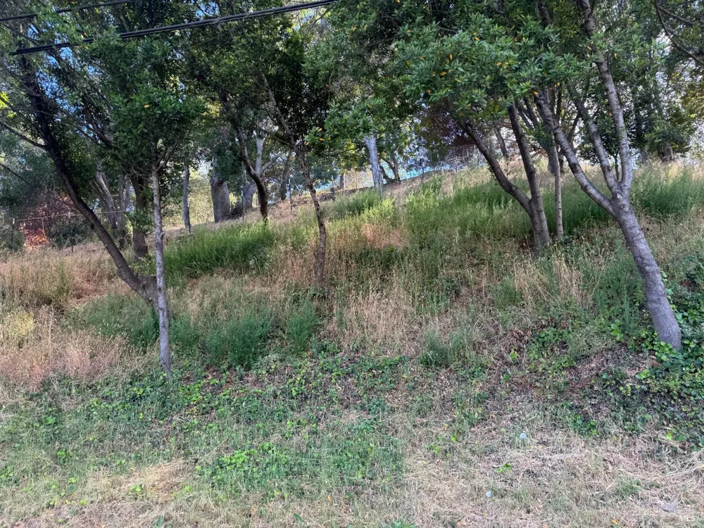 815 Meadowsweet Drive Corte Madera, CA 94925