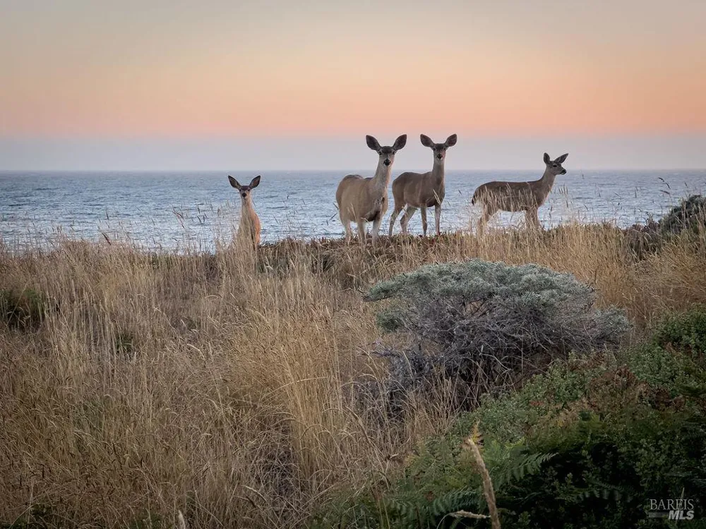 36964 Greencroft The Sea Ranch, CA 95497