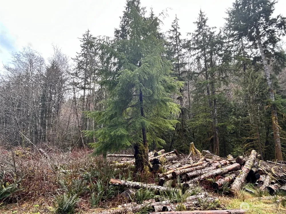 155 Ocean Beach Road Hoquiam, WA 98550