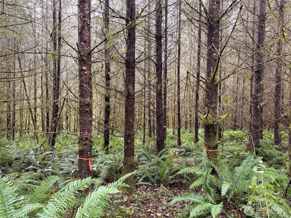 50 x Winston Creek Road Mossyrock, WA 98564