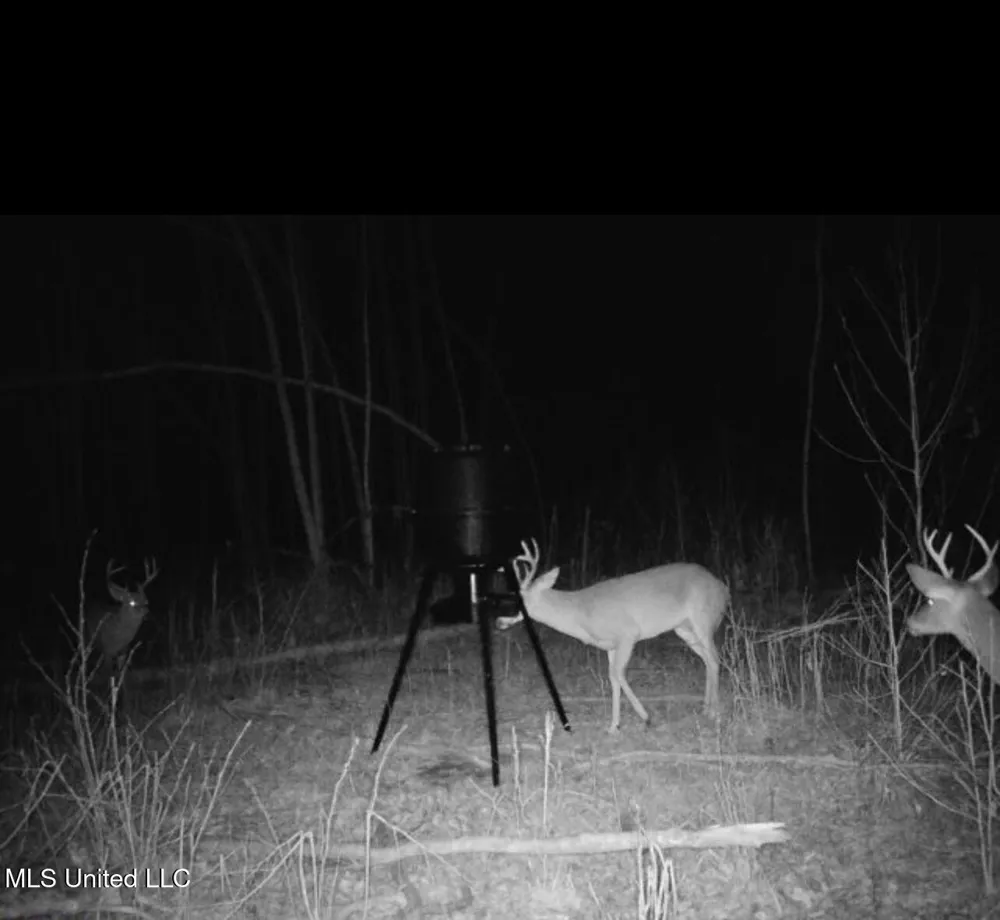 County Road 1115 Kosciusko, MS 39090