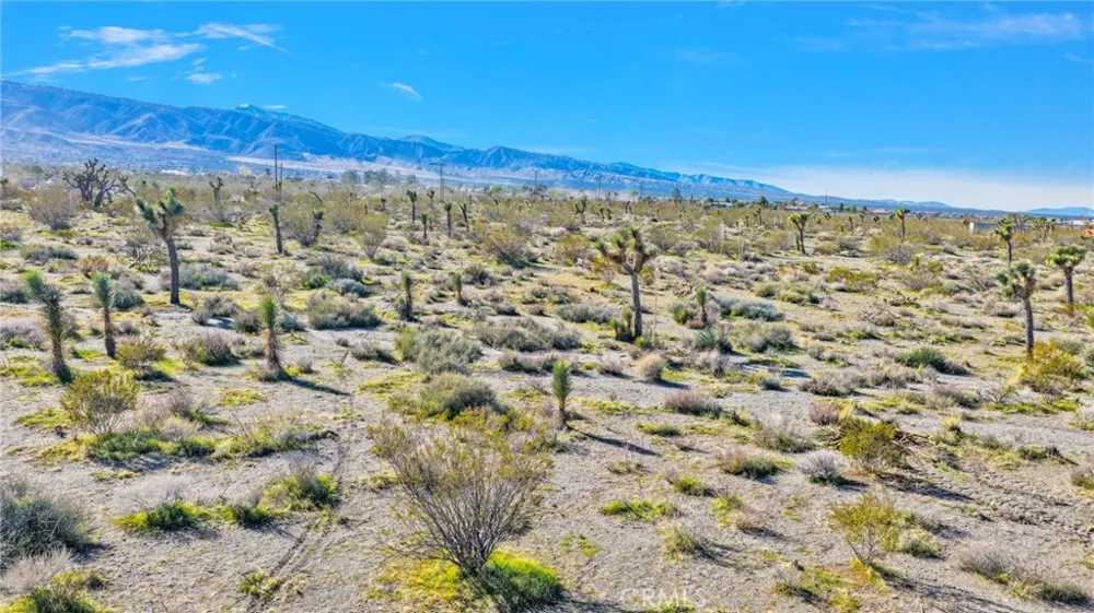 11786 Buckwheat Road Pinon Hills, CA 92372