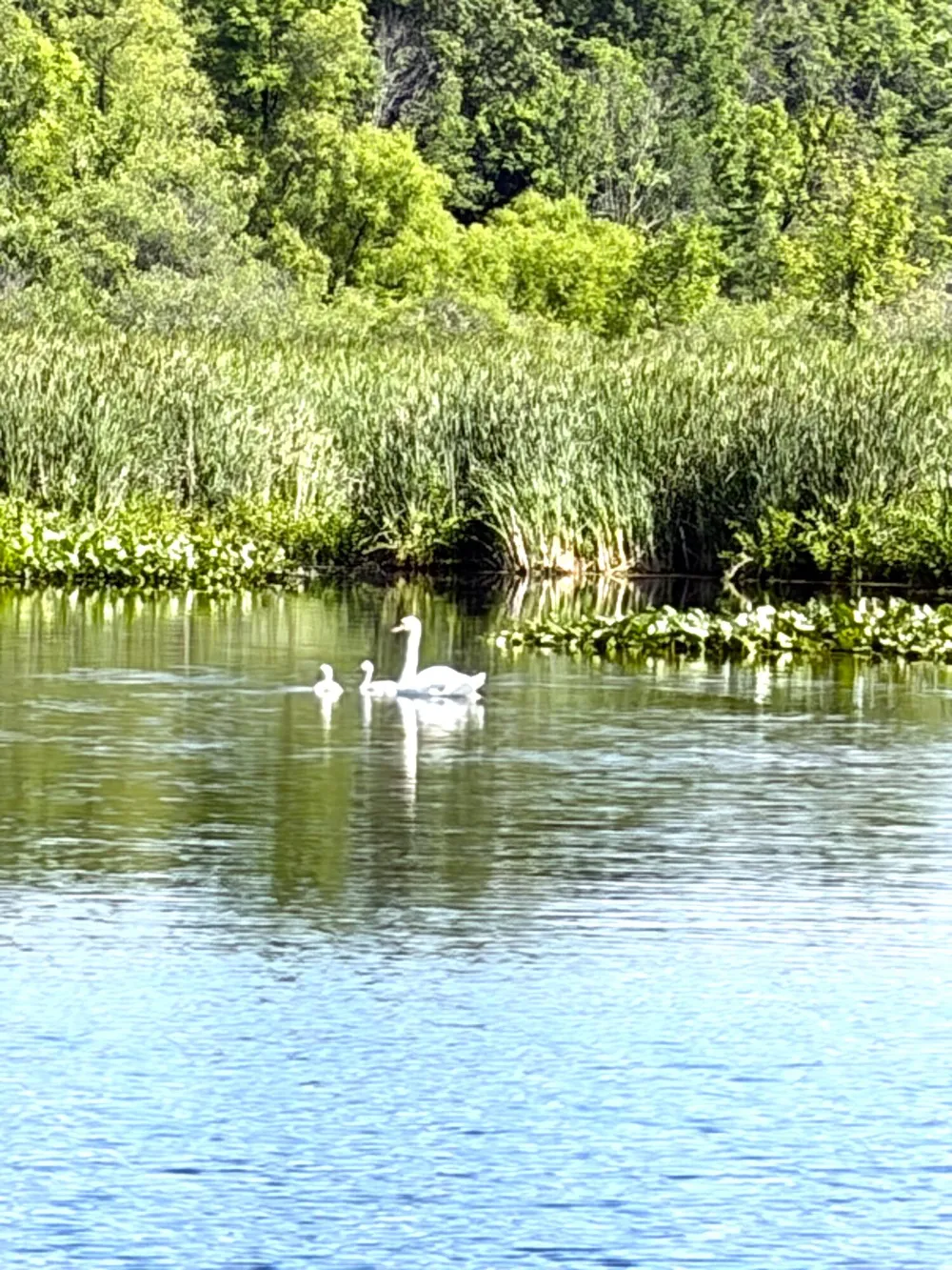 8806 Lakewood Trail Berrien Center, MI 49102