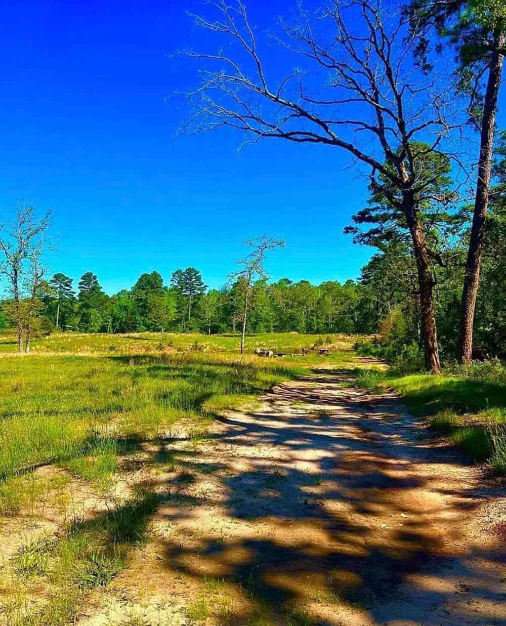 868 County Road 2920 Alba, TX 75410