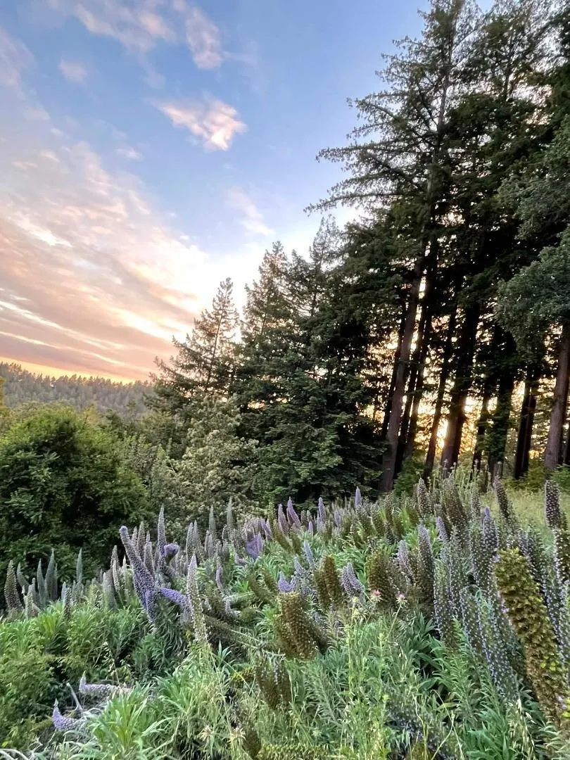 132 Pax Place Court Aptos, CA 95003