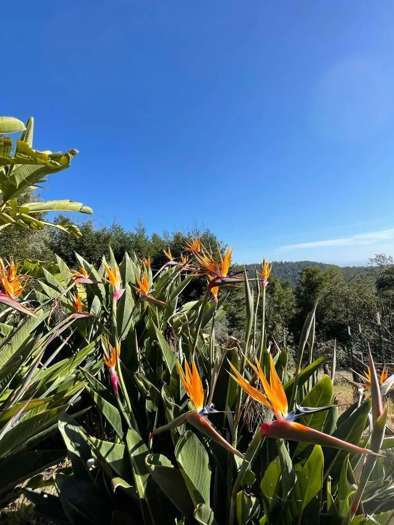 132 Pax Place Court Aptos, CA 95003