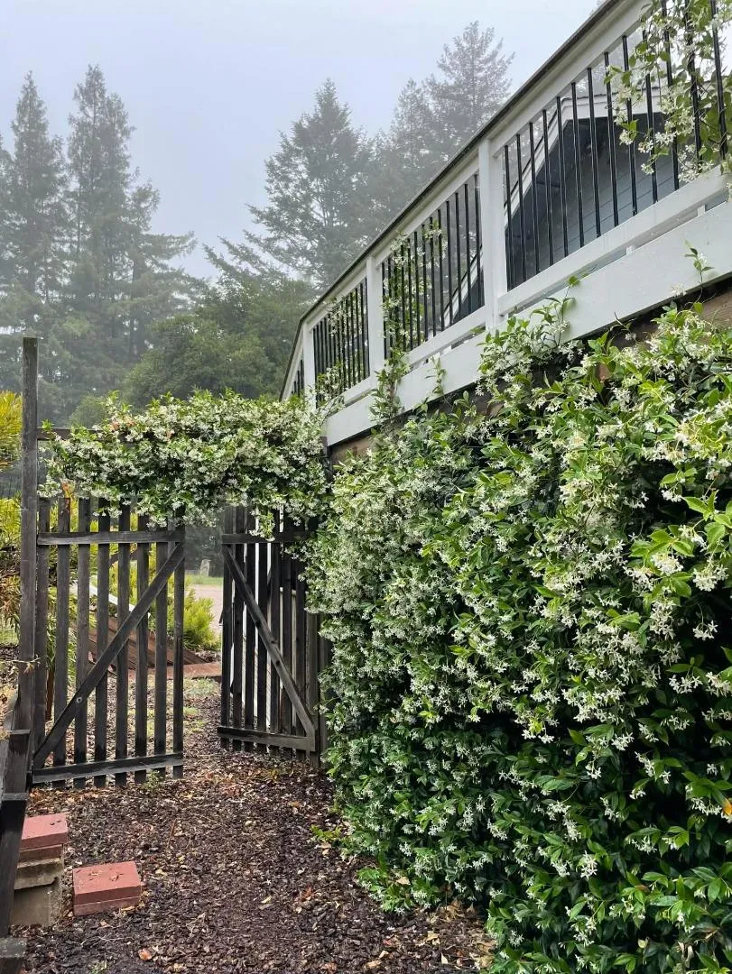 132 Pax Place Court Aptos, CA 95003