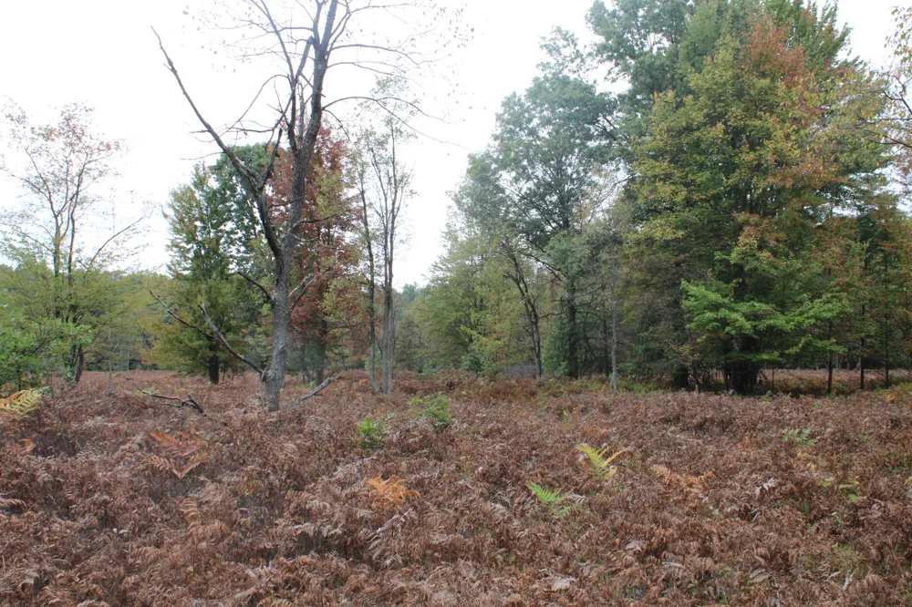 S Mason Road Ashley, MI 48806