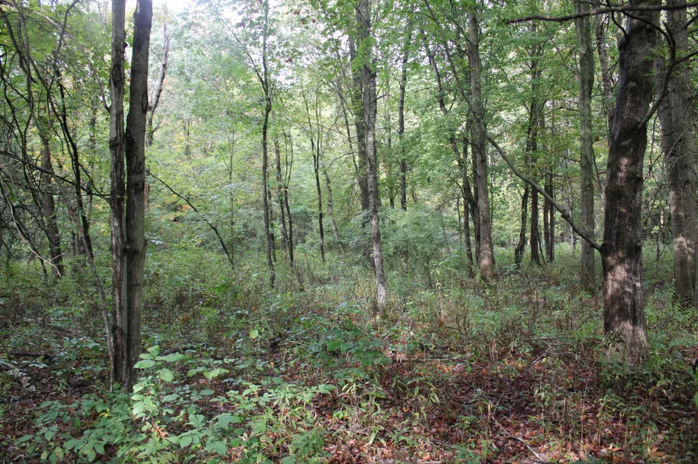 S Mason Road Ashley, MI 48806