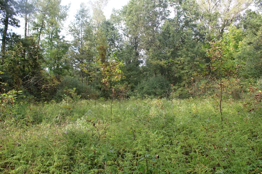 S Mason Road Ashley, MI 48806