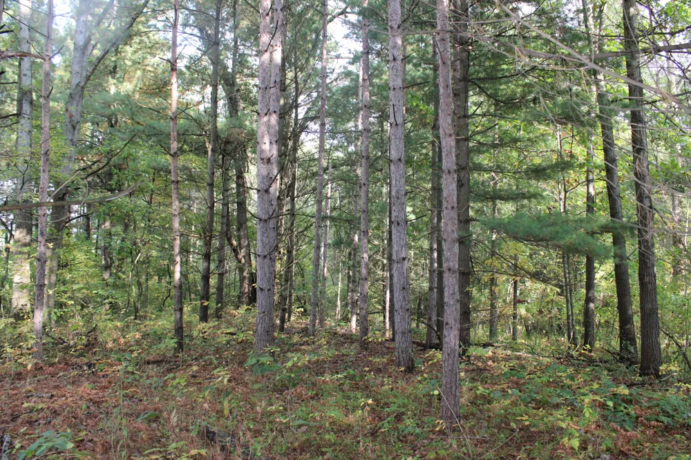 S Mason Road Ashley, MI 48806