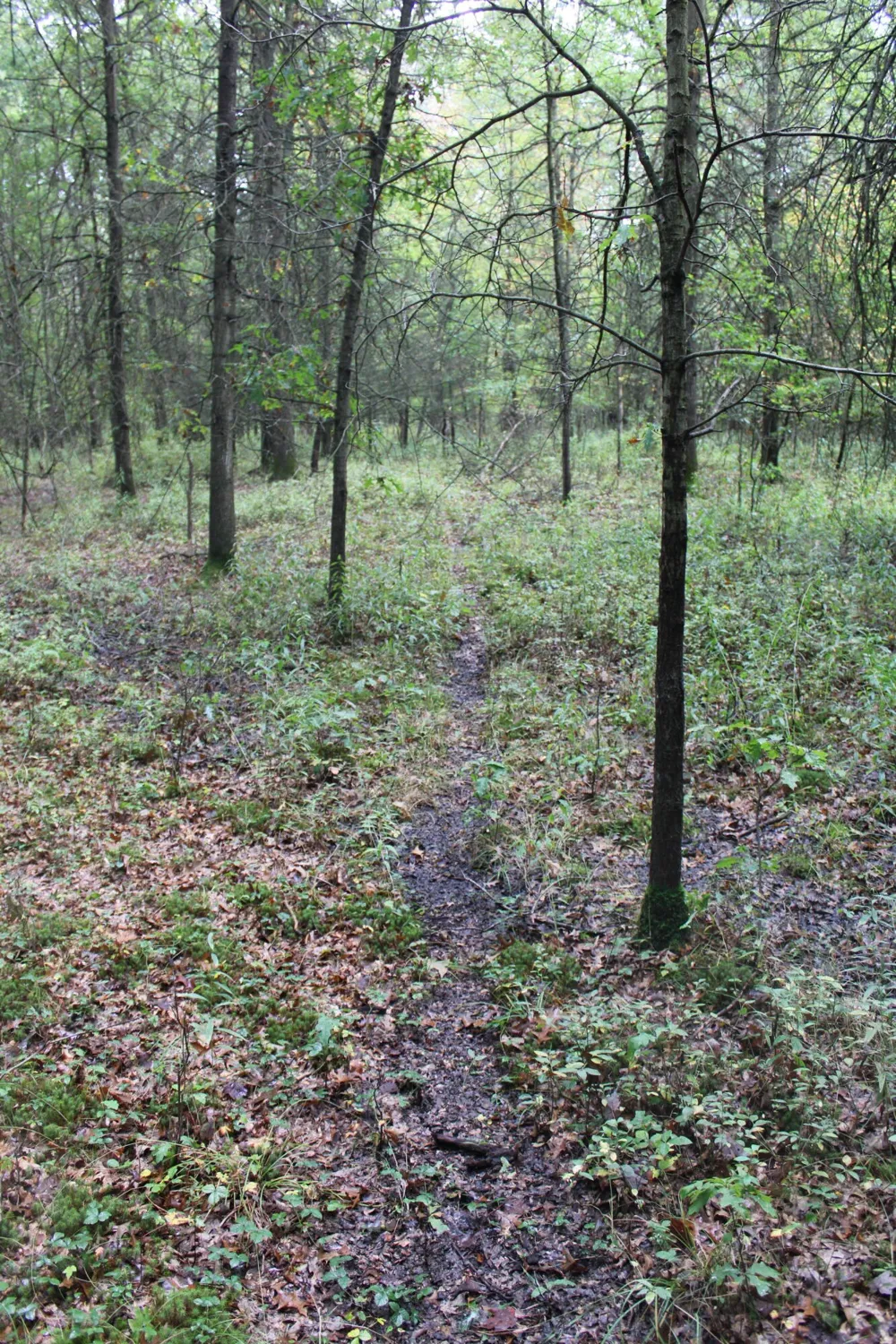 S Mason Road Ashley, MI 48806