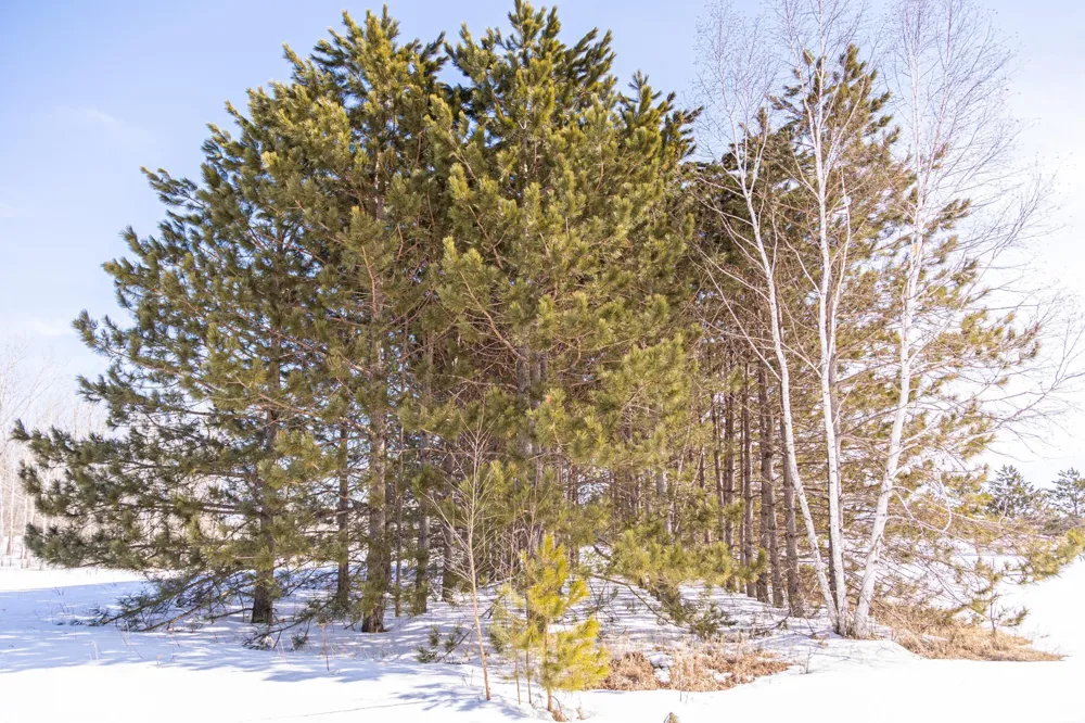000 Mid-River Road Pine City, MN 55063