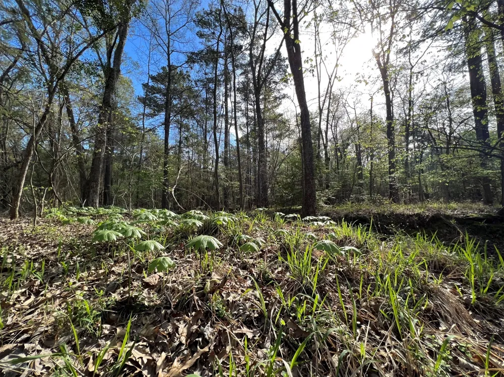 County Road 434 Lindale, TX 75771