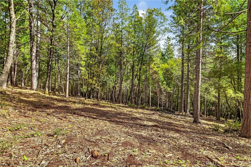 Cedar Creek Forest Ranch, CA 95942