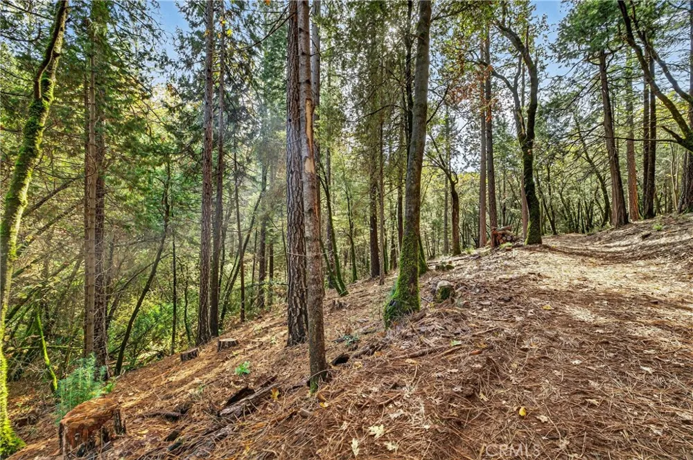 Cedar Creek Forest Ranch, CA 95942