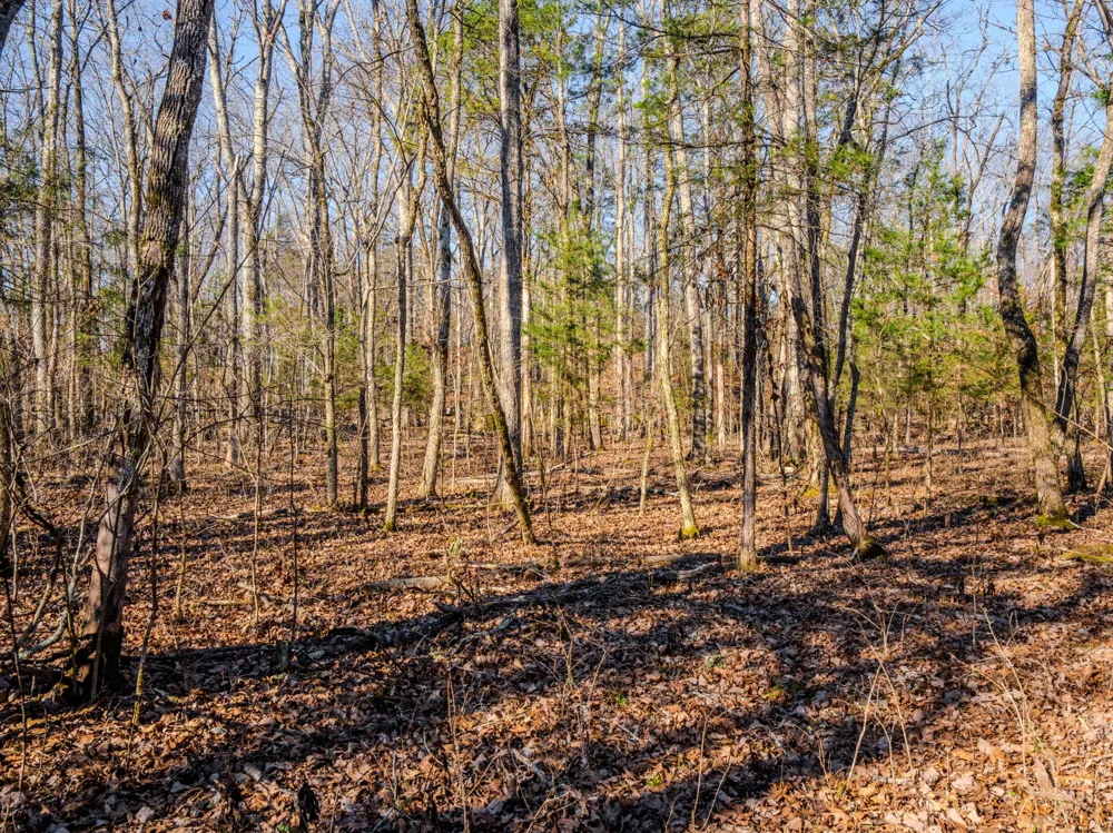 0 Lasea Rd Spring Hill, TN 37174
