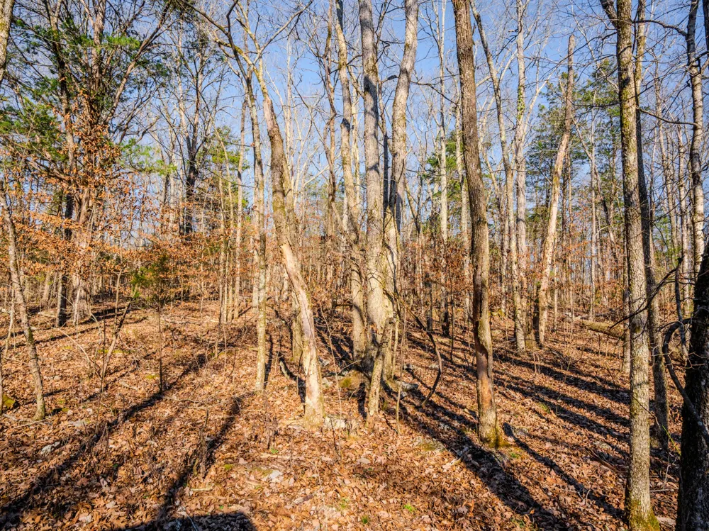 0 Lasea Rd Spring Hill, TN 37174