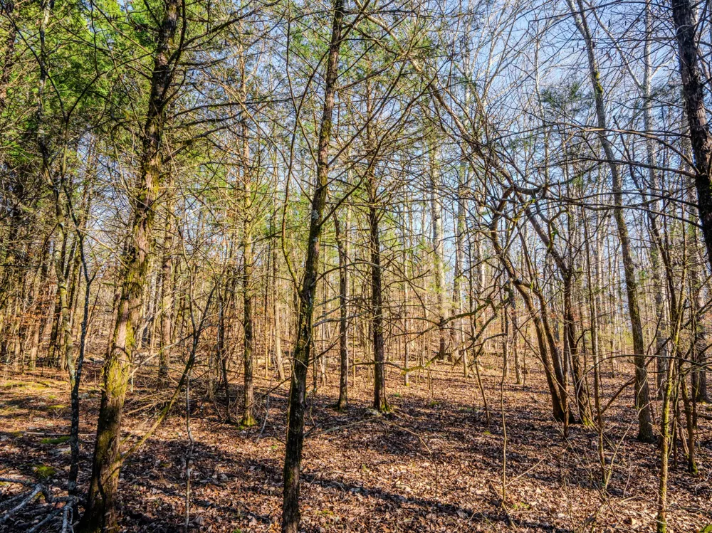 0 Lasea Rd Spring Hill, TN 37174