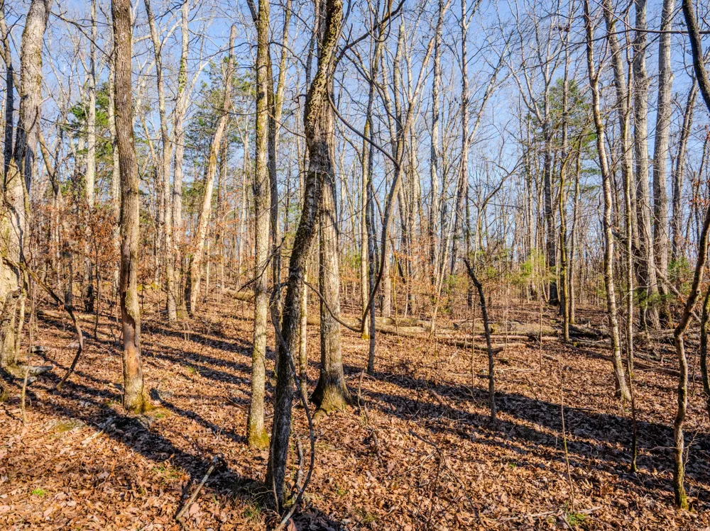 0 Lasea Rd Spring Hill, TN 37174