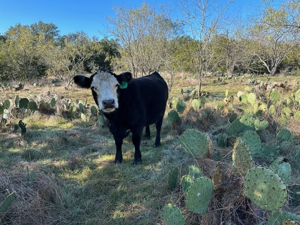 2308 County Road 414 Spicewood, TX 78669