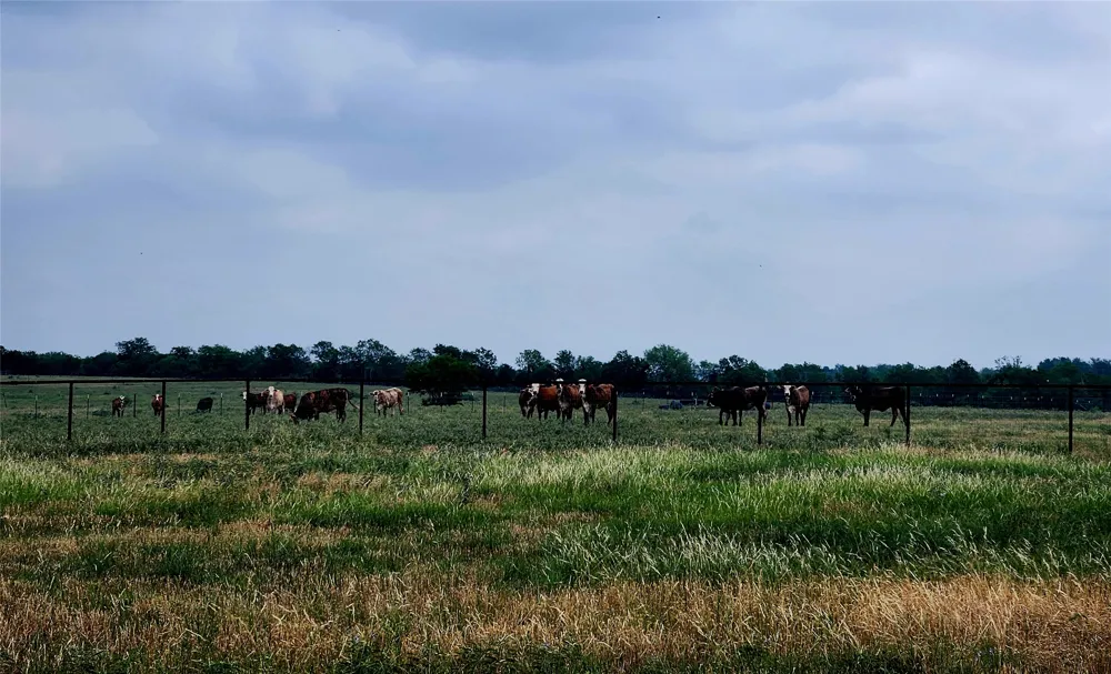 County Road 446 Waelder, TX 78959