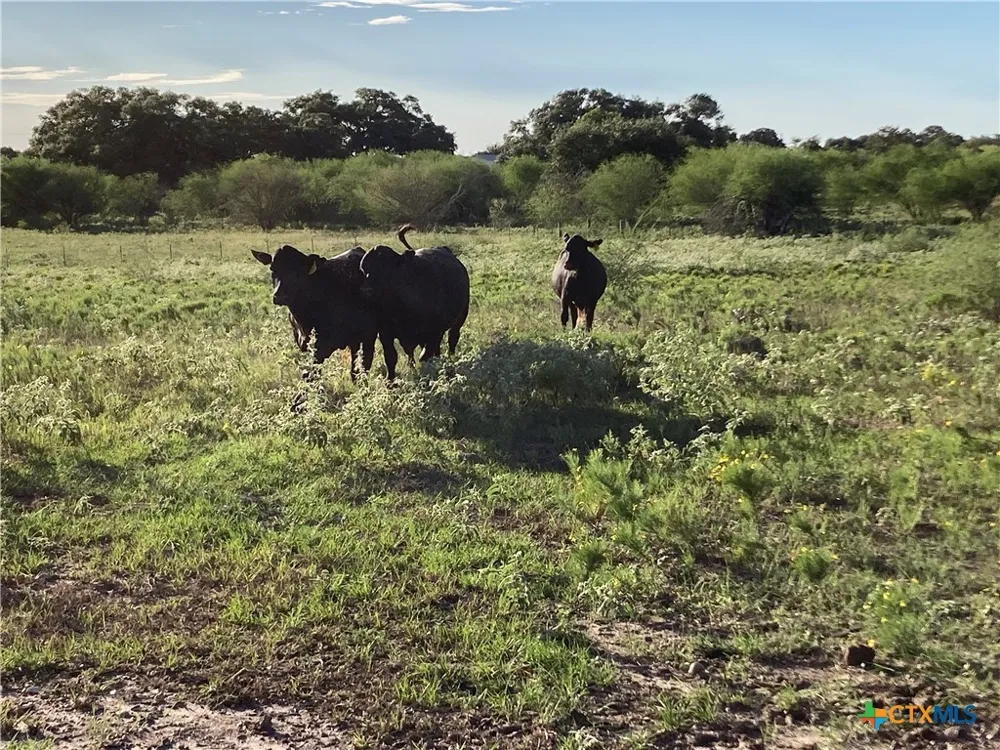 Fm 1447 Cuero, TX 77954