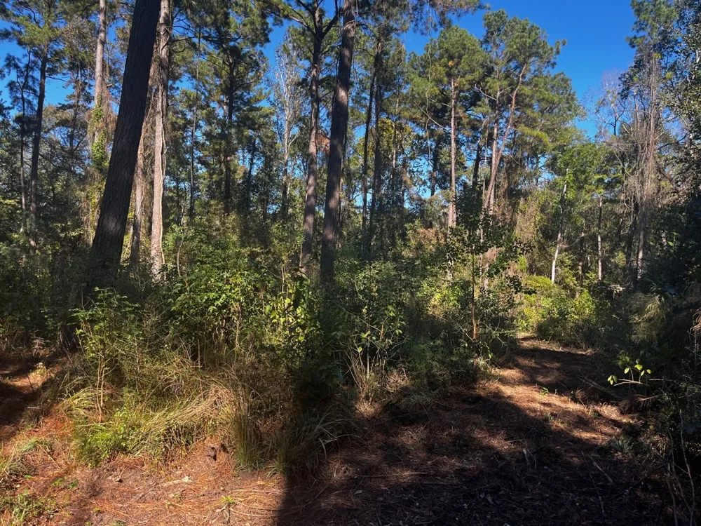 Stella Lane Tomball, TX 77375