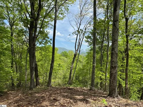 100 Wood Violet Trail