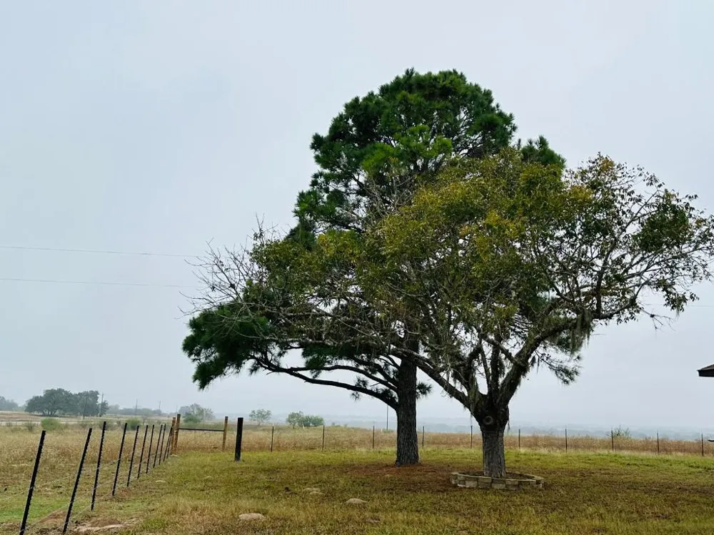 1696 E Fm 884 Yorktown, TX 78164