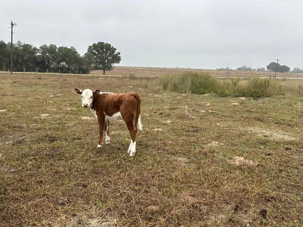 1696 E Fm 884 Yorktown, TX 78164