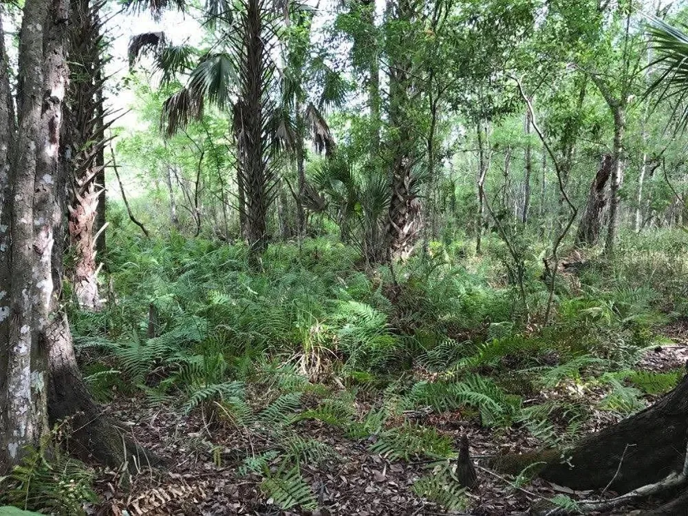 49 FENNY BOSK TRAIL Venus, FL 33960