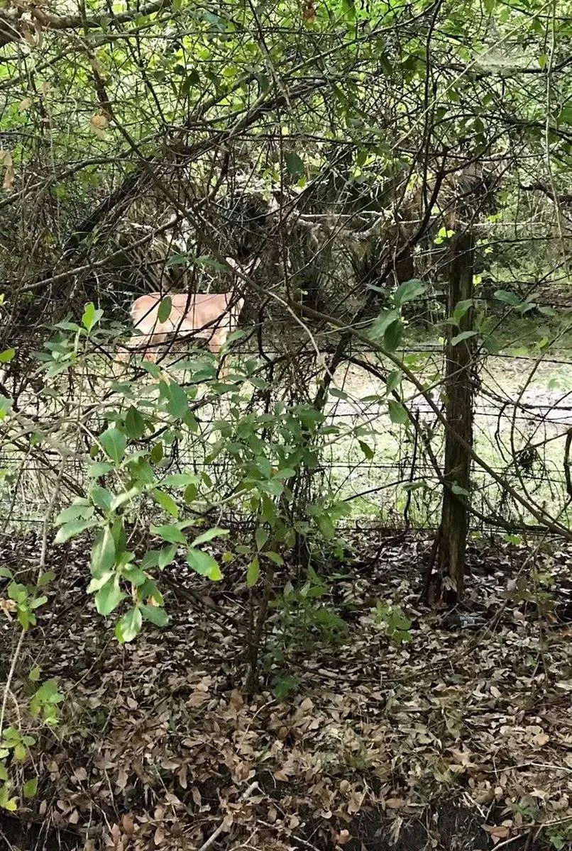 49 FENNY BOSK TRAIL Venus, FL 33960