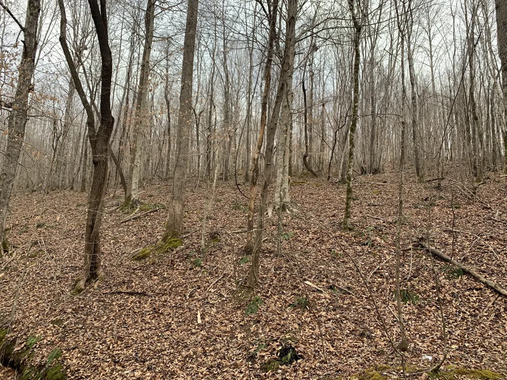 0 West Mackey Rd Iron City, TN 38463