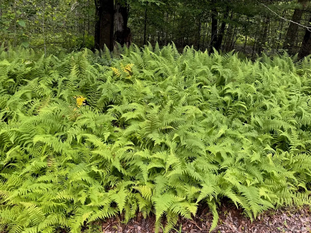 00 Starlight Road Monticello, NY 12701