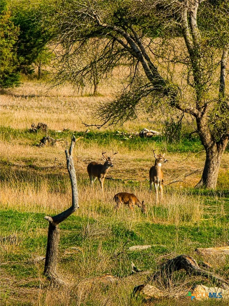 3259 Schumann Road Stonewall, TX 78671
