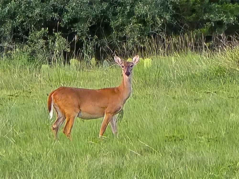 CR 206 Lampasas, TX 76550