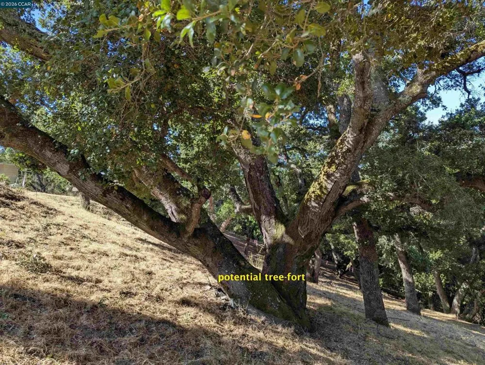 13 St. James  Ct. Orinda, CA 94563
