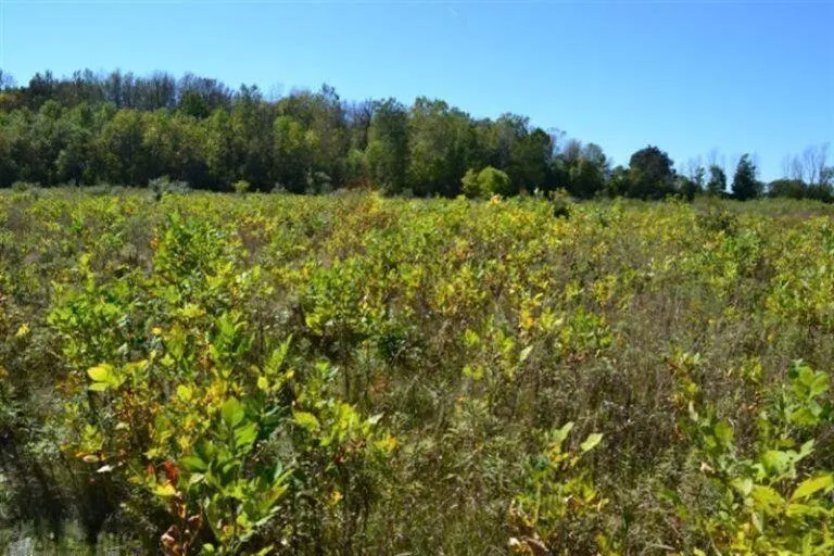 5312 18 Mile Road NE Cedar Springs, MI 49319