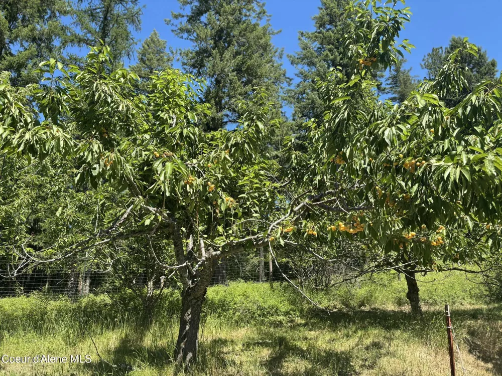 2447 Turner Hill Road Bonners Ferry, ID 83805