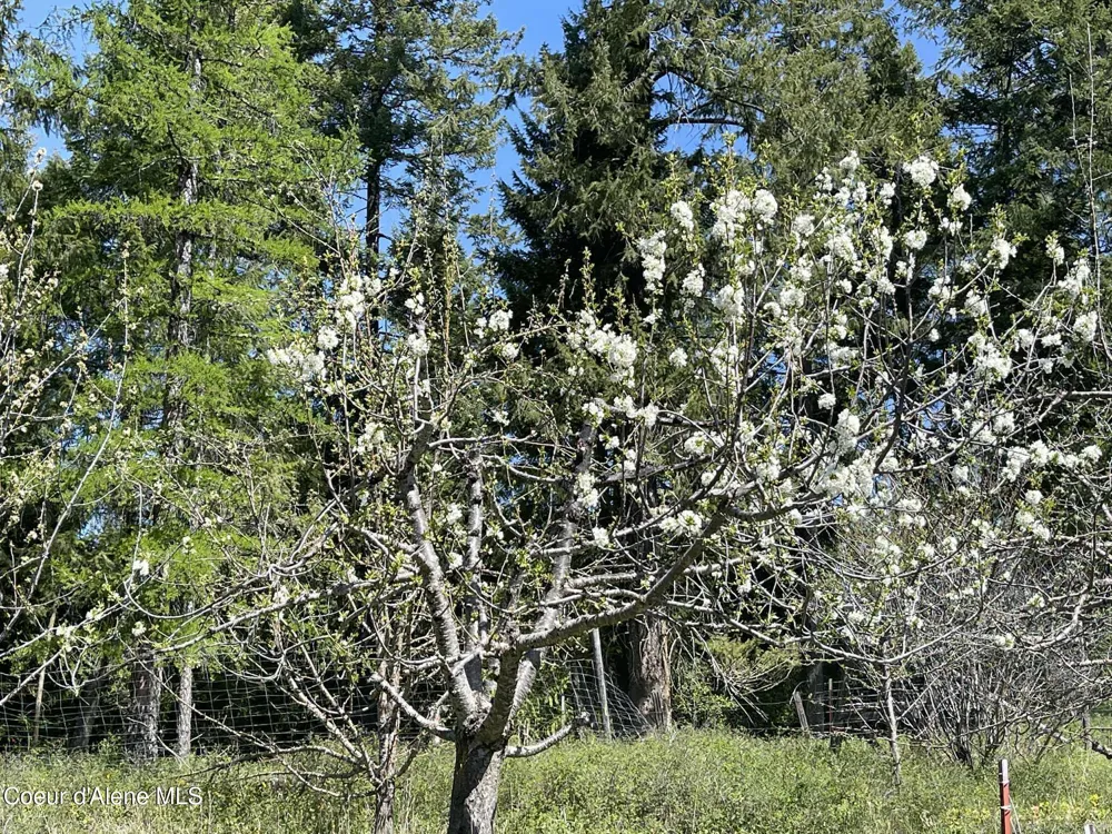 2447 Turner Hill Road Bonners Ferry, ID 83805