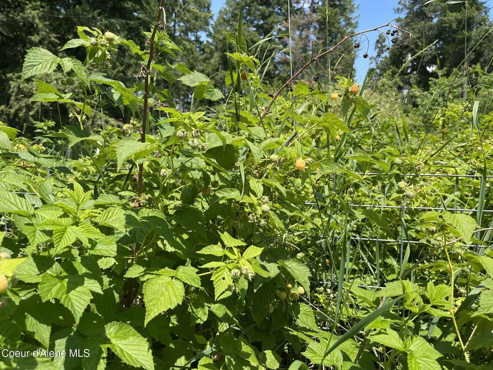 2447 Turner Hill Road Bonners Ferry, ID 83805