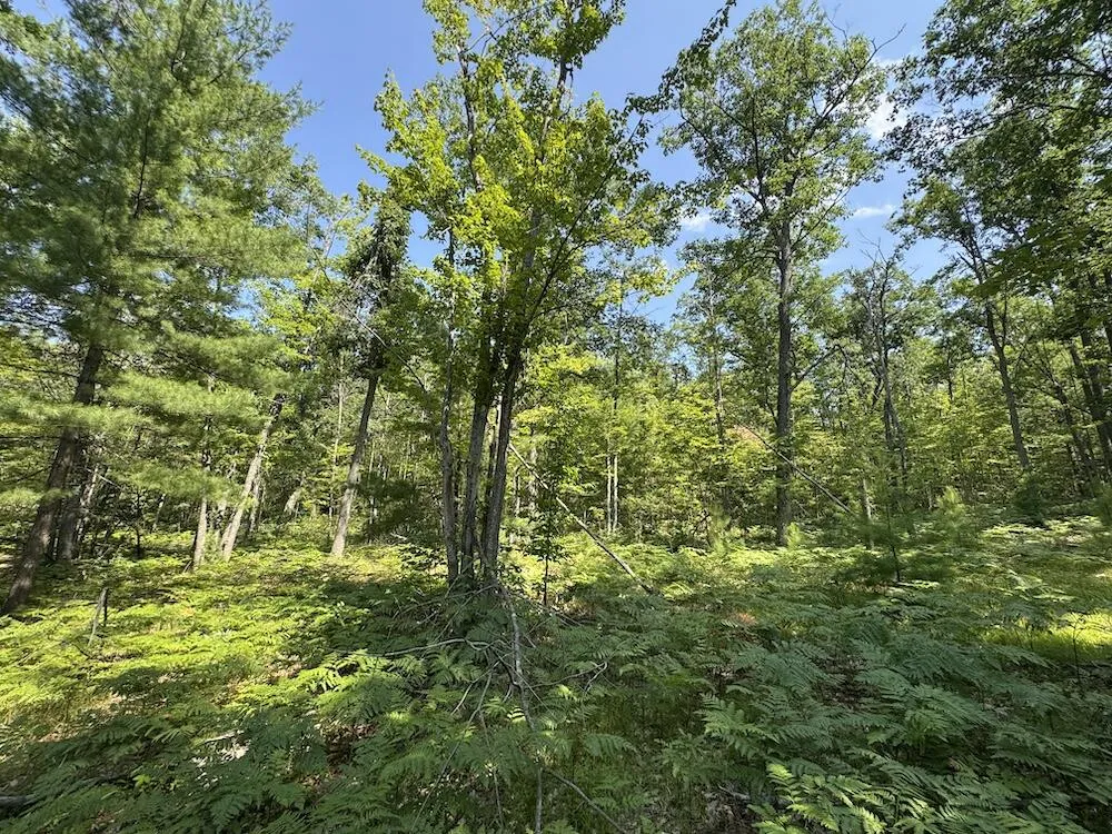 12871 Michigan 33 Atlanta, MI 49709
